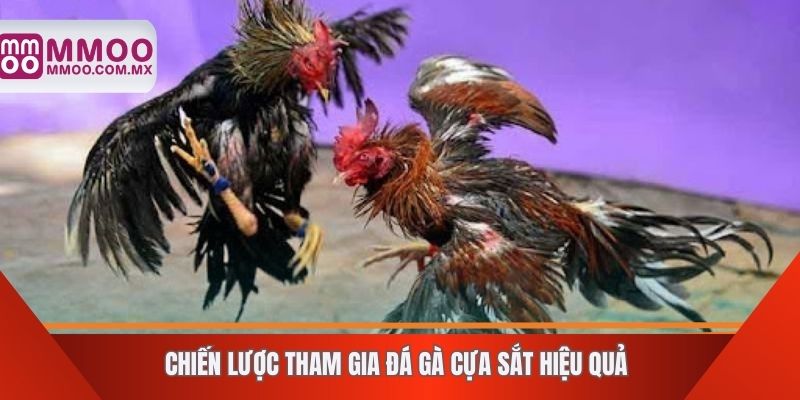 Chiến lược tham gia đá gà cựa sắt hiệu quả