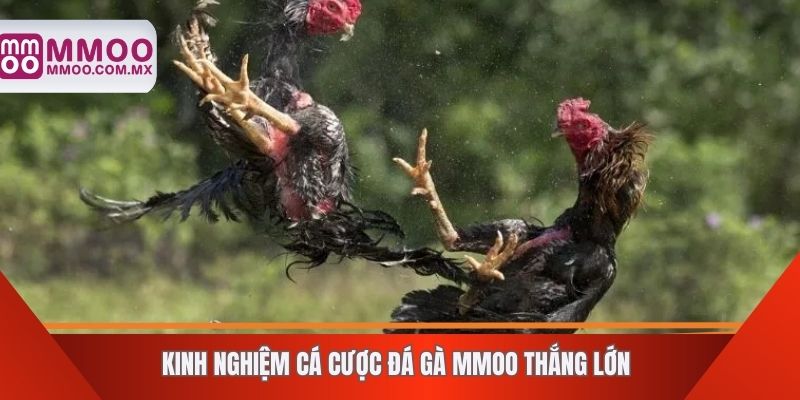 Kinh nghiệm cá cược đá gà MMOO thắng lớn