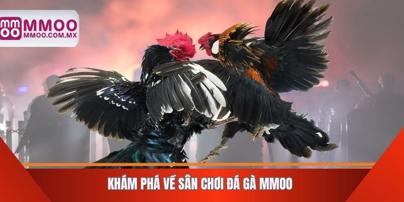 khám phá về sân chơi đá gà MMOO