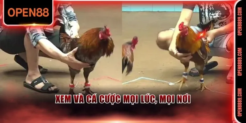 Xem và cá cược thuận tiện mọi lúc, mọi nơi